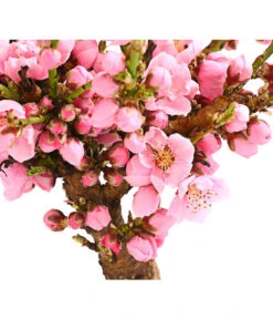 Zwergnektarine 'Nectarella' -Günstig Gartenbedarf 7720204 PR DE 001 ZwergNektarine7LDehnerExpressHerzig