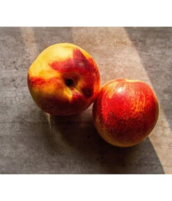 Zwergnektarine 'Nectarella' -Günstig Gartenbedarf 7720204 WE DE 002 Zwergnektarine