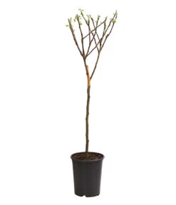 Bestseller -Günstig Gartenbedarf 7723950 WE FS 001 ZwergapfelObstZwergeKidsDehnerExpressHerzig