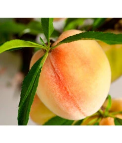 Bestseller -Günstig Gartenbedarf 7723992 WE DE 001 ZwergobstObstzwergPfirsich