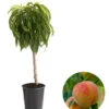 Zwergpfirsich 'Bonanza' -Günstig Gartenbedarf 7723992 WE FS 001 ZwergpfirsichBonanza