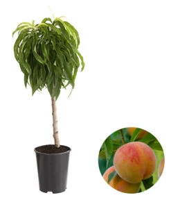 Bestseller 13 Zwergpfirsich 'Bonanza'