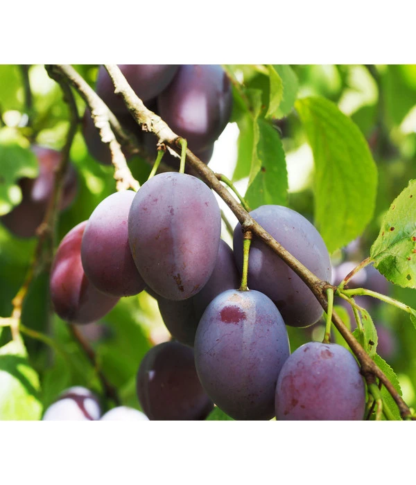 Zwergpflaume 'Hanna' 4 Zwergpflaume 'Hanna' - Image 2