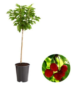 Bestseller 17 Zwergsauerkirsche