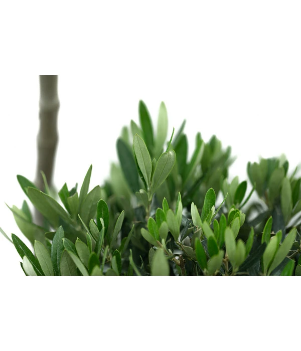 XXL Pompon-Olivenbaum, Ca. 160-180 Cm 5 XXL Pompon-Olivenbaum, Ca. 160-180 Cm - Image 3