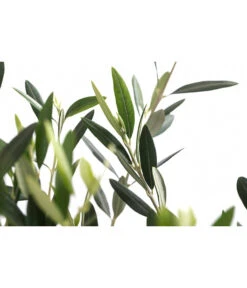 XXL Olivenstamm 'Leccino', Ca. 180-200 Cm -Günstig Gartenbedarf 7724792 WE DE 001 OleaEuropaeaLeccinoOlive