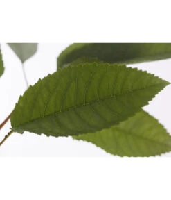 Winterapfel 'Pinova' -Günstig Gartenbedarf 7729361 PR DE 001 ApfelPinovaMalusBusch95LiterDehnerExpressZS