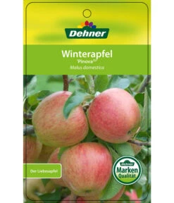 Winterapfel 'Pinova' -Günstig Gartenbedarf 7729361 WinterapfelPinova Etikett 1