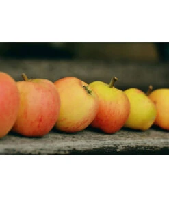 Winterapfel 'Pinova' -Günstig Gartenbedarf 7729403 WE MO 001 ApfelPinovaPixabay