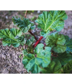 Dehner Gourmet Garten Himbeer-Rhabarber -Günstig Gartenbedarf 7736028 PR 001 RheumRhabarberPixabay