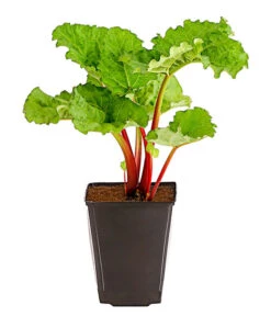 Bestseller -Günstig Gartenbedarf 7736028 PR FS 002 RhabarberHimbeere2LiterDehnerExpressHerzig