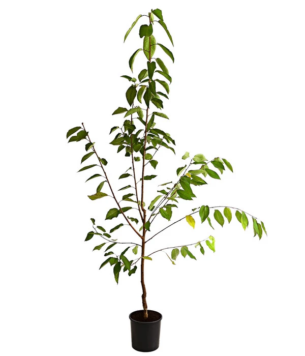 Süßkirsche 'Regina' 4 Süßkirsche 'Regina' - Image 2