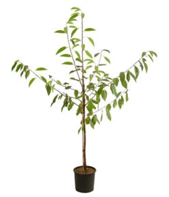 Kirschen-Duo 'Regina/Napoleon' -Günstig Gartenbedarf 7738792 WE FS 001 PrunusKirscheDuoReginaNapoleon