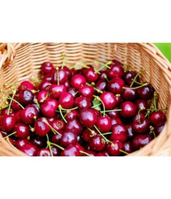 Kirschen-Duo 'Regina/Napoleon' -Günstig Gartenbedarf 7738792 WE MO 001 KirschenDuoReginaNapoleon Pixabay