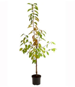 Kirschen-Duo 'Regina/Merchant' -Günstig Gartenbedarf 7738800 PR FS 001 KirschenDuoReginaMerchant95LiterDehnerExpressHerzig