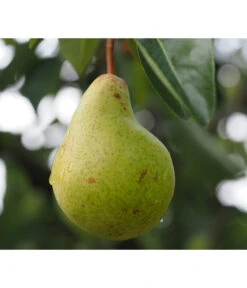 Säulenbirne 'Obelisk' 6 Säulenbirne 'Obelisk' -Günstig Gartenbedarf 7754989 PR DE 001 PyrusBirneSaeulenbirneObeliskPixabay