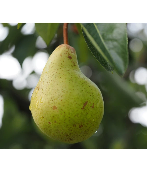 Säulenbirne 'Obelisk' 4 Säulenbirne 'Obelisk' - Image 2