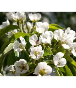 Säulenbirne 'Obelisk' 7 Säulenbirne 'Obelisk' -Günstig Gartenbedarf 7754989 PR DE 002 PyrusBirneSaeulenbirneObeliskPixabay