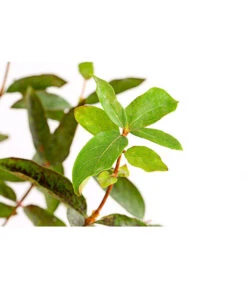 Maibeere -Günstig Gartenbedarf 7756448 PR DE 003 SibirischeBlaubeerePolina3LiterDehnerExpressHerzig