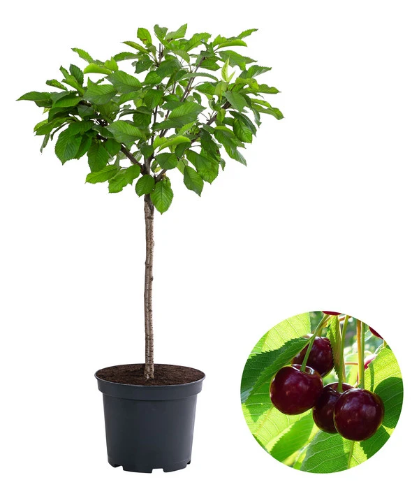 Zwergsüßkirsche 'Stella Compact' 3 Zwergsüßkirsche 'Stella Compact'