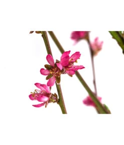 Teller-Nektarine 'Honey®' -Günstig Gartenbedarf 7763394 WE DE 003 PrunusTellernektarineHoney