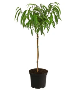 Teller-Nektarine 'Honey®' -Günstig Gartenbedarf 7763394 WE FS 001 PrunusTellernektarine