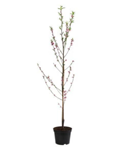 Teller-Nektarine 'Honey®' -Günstig Gartenbedarf 7763394 WE FS 002 PrunusTellernektarineHoney