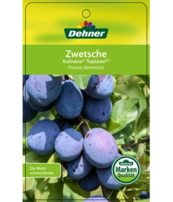 Zwetschge 'Kulinaria-Toptaste' -Günstig Gartenbedarf 7763881 ZwetscheKulinariaToptaste Etikett 1