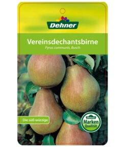 Herbstbirne 'Vereinsdechant' -Günstig Gartenbedarf 7772064 BirneVereinsdechant Etikett 1