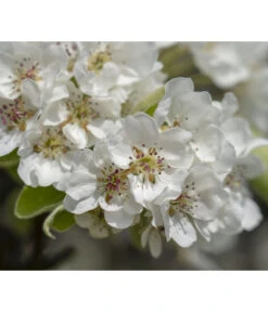 Herbstbirne 'Vereinsdechant' -Günstig Gartenbedarf 7772064 PR FS 011 PyrusVereinsdechantBirnePixabay