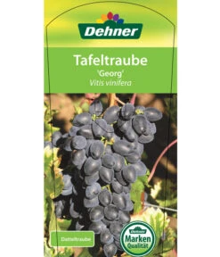 Tafeltraube 'Georg' -Günstig Gartenbedarf 7773575 TafeltraubeGeorg Etikett 1