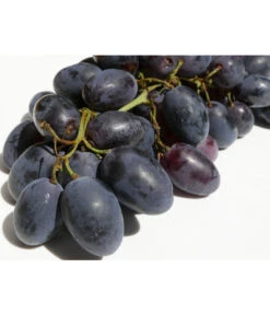 Tafeltraube 'Georg' -Günstig Gartenbedarf 7773575 WE DE 001 VitisWeinGeorgPixabay