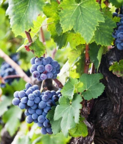 XXL Weinrebenstamm, Ca. 200-220 Cm, Verschiedene Sorten -Günstig Gartenbedarf 7773617 WE MO 002 WeinrebenStammXXL