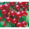 Sauerkirsche 'Vowi' 2 Sauerkirsche 'Vowi' -Günstig Gartenbedarf 7773757 BildFS 001 SauerkirscheVowiVowiSauerkirscheHa