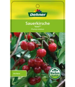 Sauerkirsche 'Vowi' 8 Sauerkirsche 'Vowi' -Günstig Gartenbedarf 7773757 SauerkirscheVowi Etikett 1