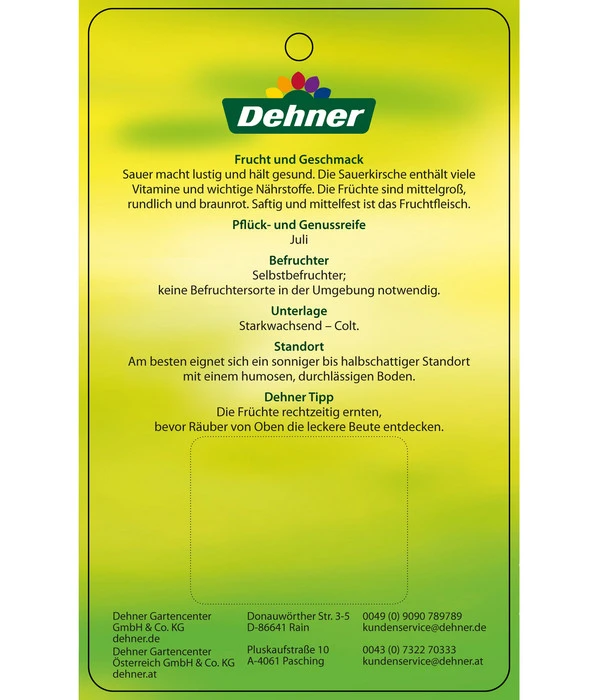 Sauerkirsche 'Vowi' 6 Sauerkirsche 'Vowi' - Image 4