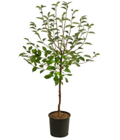 Sauerkirsche 'Vowi' 7 Sauerkirsche 'Vowi' -Günstig Gartenbedarf 7773765 WE FS 001 PrunusSauerkirscheVowi