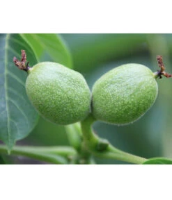 Weinheimer Walnuss Klon 139 -Günstig Gartenbedarf 7776818 WE DE WeinheimerWalnussKlon139Pixabay