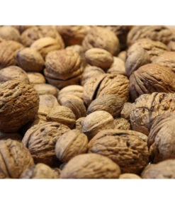 Weinheimer Walnuss Klon 139