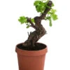 Weinrebe, Bonsai -Günstig Gartenbedarf 7778806 WE FS 001 VitisWeinrebenstammBonsaiT18