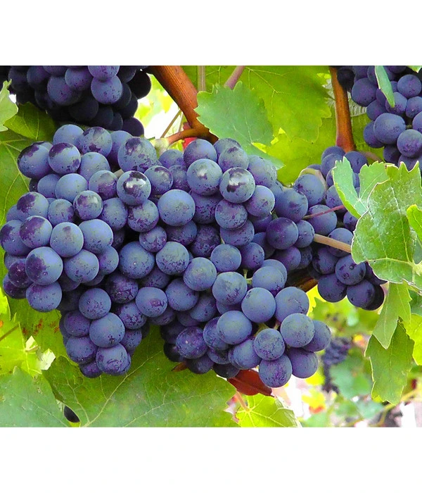 Dehner Gourmet Garten Tafeltraube 'Muscat Blue' 3 Dehner Gourmet Garten Tafeltraube 'Muscat Blue'