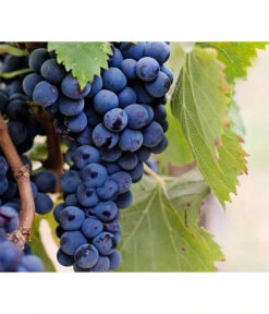 Dehner Gourmet Garten Tafeltraube 'Muscat Blue' 8 Dehner Gourmet Garten Tafeltraube 'Muscat Blue' -Günstig Gartenbedarf 7779101 PR DE 002 VitisWeintraubenMuscatBleuPixabay