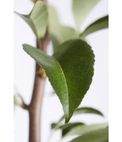 Birnen-Duo 'Williams Christ/Conference' -Günstig Gartenbedarf 7780646 PR DE 001 BirneGuteLuiseWilliamChristDuo95LiterDehnerExpressZS