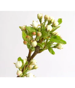 Birnen-Duo 'Williams Christ/Conference' -Günstig Gartenbedarf 7780646 WE DE 001 BirneBirnenDuoWCGLDehnerExpressHerzig