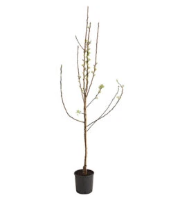 Birnen-Duo 'Williams Christ/Conference' -Günstig Gartenbedarf 7780646 WE FS 001 BirneBirnenDuoWCGLDehnerExpressHerzig