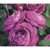 Zwergrose 'Heidi Klum®' -Günstig Gartenbedarf 7800063 WE MO 001 RoseHeidiKlumTantauRet