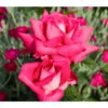 Edelrose 'Acapella®' -Günstig Gartenbedarf 7800675 BildD 001 EdelroseAcapellaAcapella