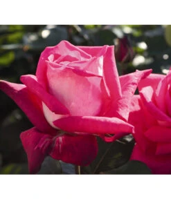 Edelrose 'Acapella®' -Günstig Gartenbedarf 7800675 PR DE 001 RoseAcapellaTantau