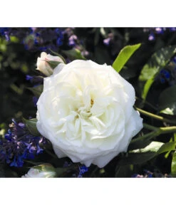 Beetrose 'Alabaster®'