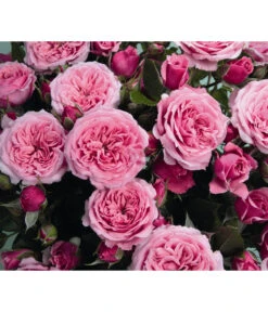 Zwergrose 'Pink Babyflor®'